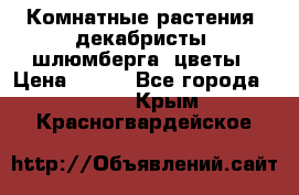 Комнатные растения, декабристы (шлюмберга) цветы › Цена ­ 300 - Все города  »    . Крым,Красногвардейское